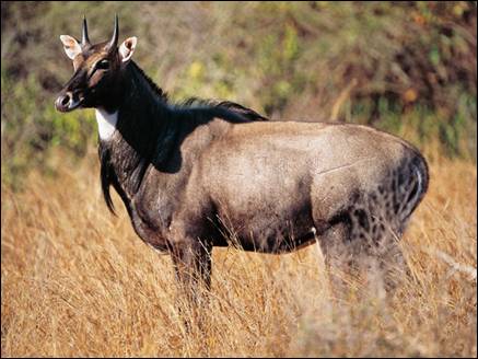 ‘गाय की श्रेणी में नहीं आती नीलगाय, मारना अपराध नहीं’
